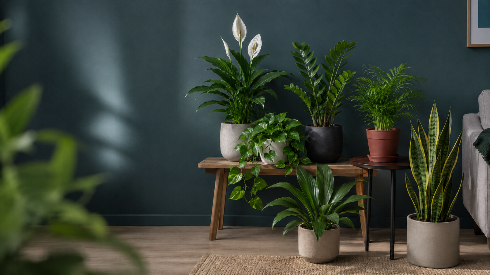 Beginner-friendly low-light indoor plants arranged in a softly lit living room