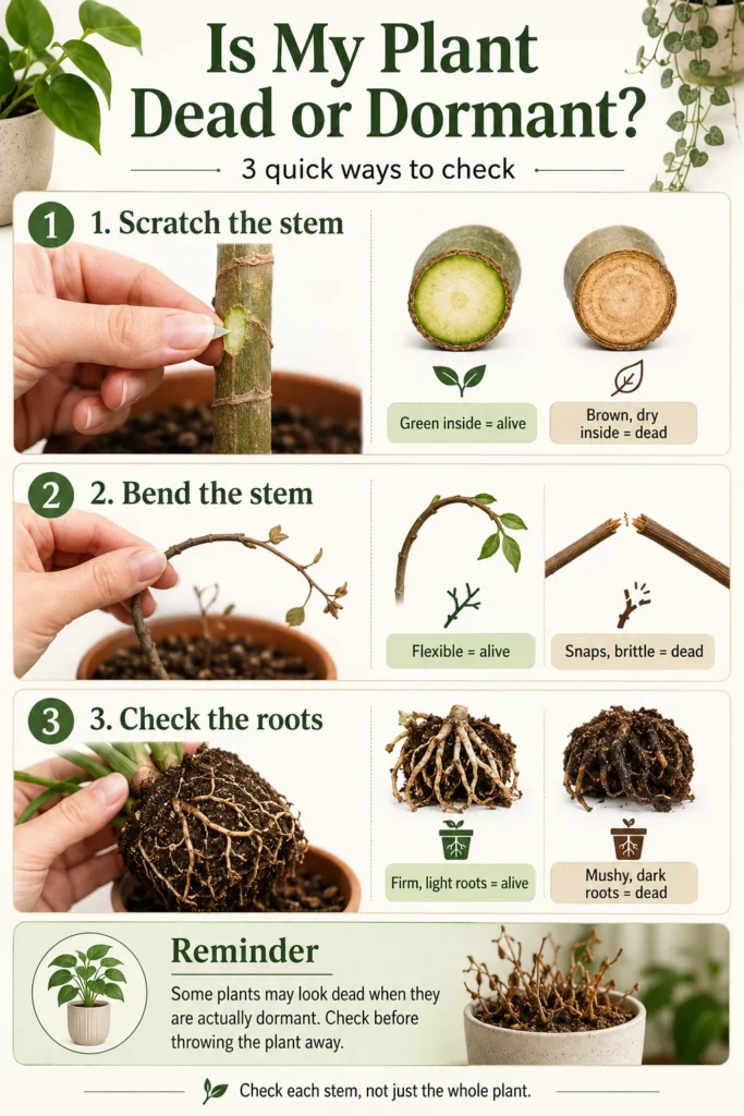 Three-step houseplant diagnostic infographic showing the scratch test, bend test, and root check for signs of living or dead tissue.