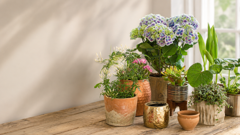 Collection of indoor plants on a table in a styled featured image about common beginner houseplant mistakes