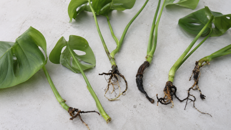 Close-up of Monstera cuttings with exposed roots and soft, mushy stem sections arranged for inspection on a clean neutral background.