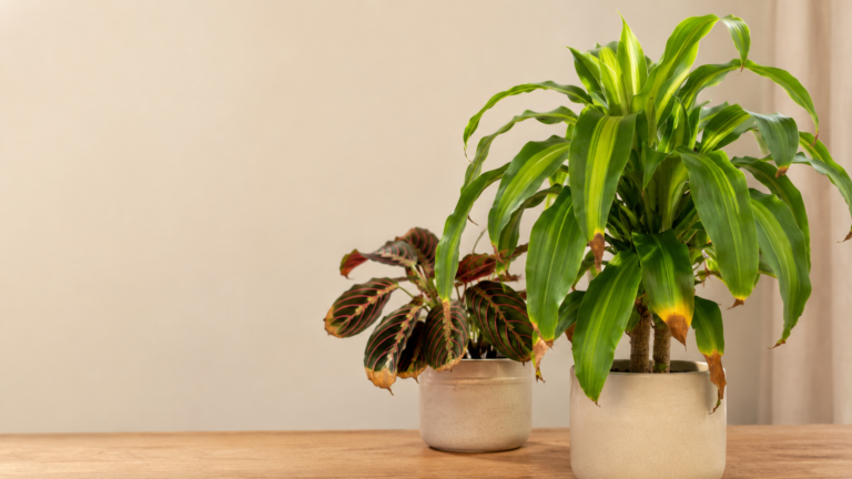Dracaena and prayer plant leaves with visible brown, dry, and crispy tips in a clean indoor setting